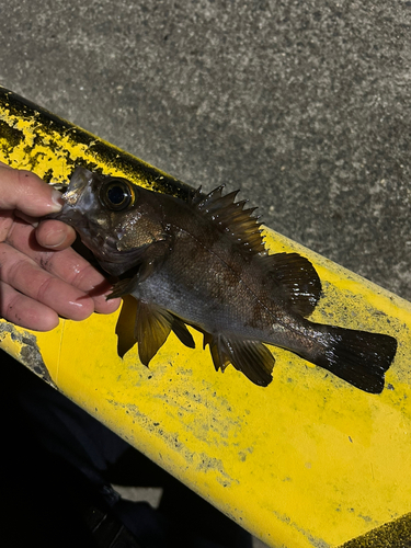 メバルの釣果