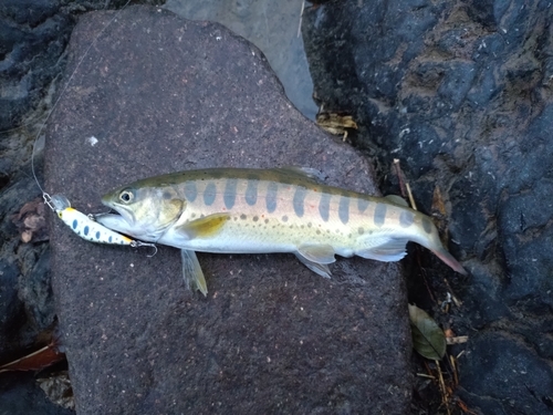 アマゴの釣果