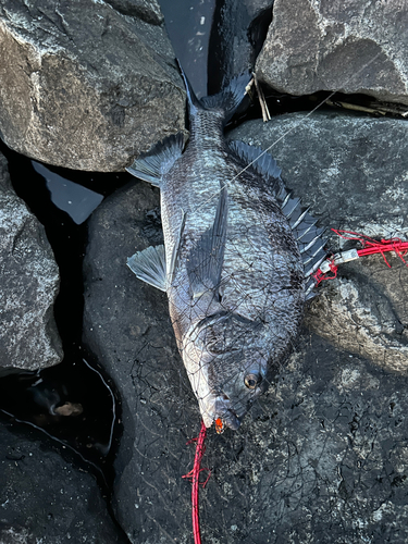 チヌの釣果