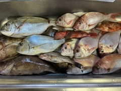 マダイの釣果