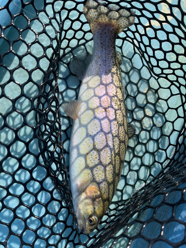 トラウトの釣果