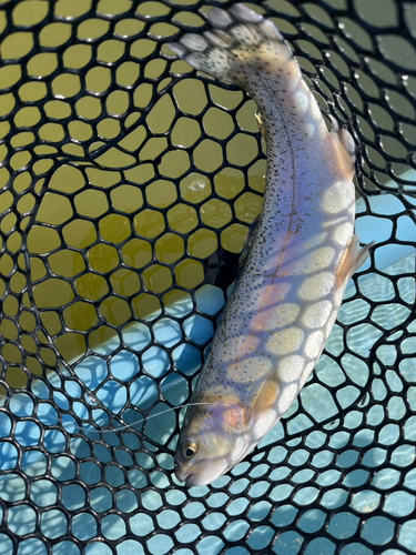 トラウトの釣果