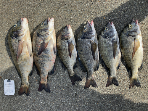 チヌの釣果