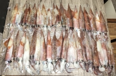 ヤリイカの釣果