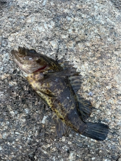 タケノコメバルの釣果