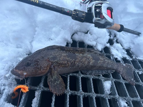 アブラコの釣果