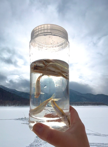 ワカサギの釣果