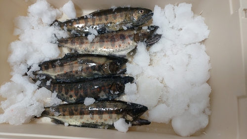 アマゴの釣果