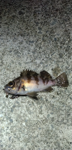 メバルの釣果