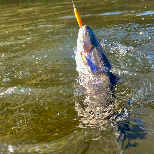 ニジマスの釣果