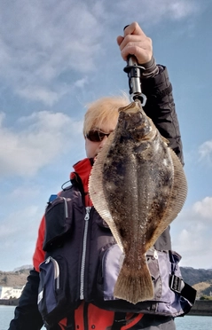 ヒラメの釣果