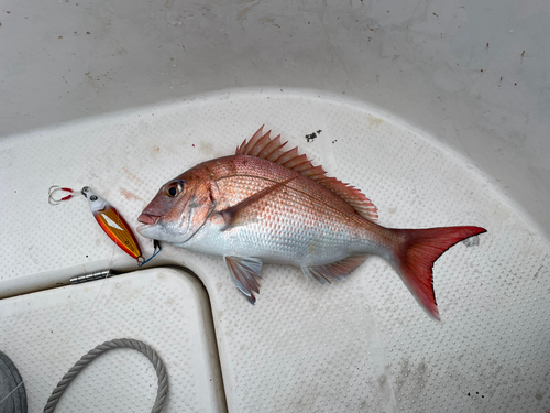 マダイの釣果