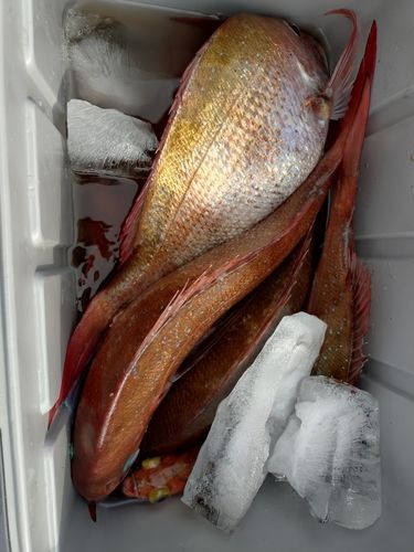 マダイの釣果