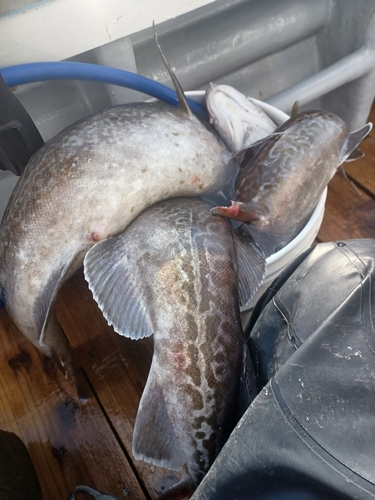 タラの釣果