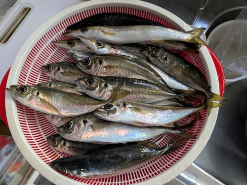 アジの釣果