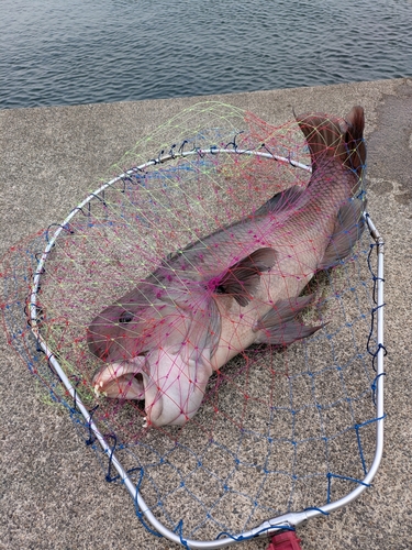 コブダイの釣果