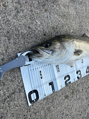 シーバスの釣果