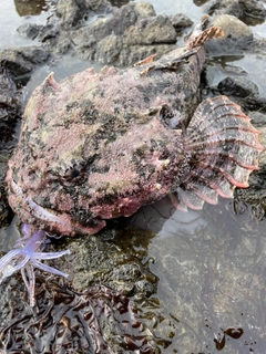 ホッケの釣果