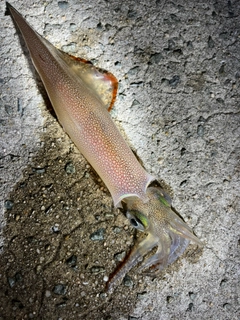 ヤリイカの釣果