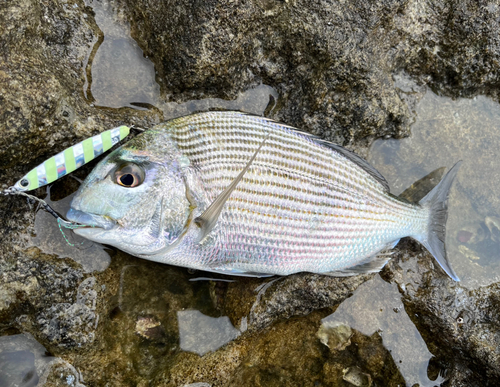 ヘダイの釣果