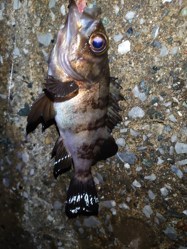 メバルの釣果