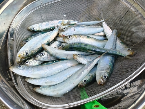 イワシの釣果