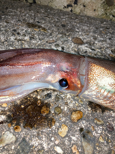 スルメイカの釣果