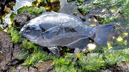 メジナの釣果