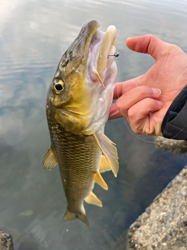 ニゴイの釣果