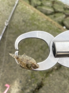 カレイの釣果