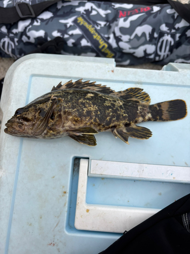 タケノコメバルの釣果