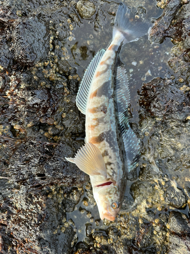 ホッケの釣果