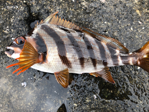 タカノハダイの釣果