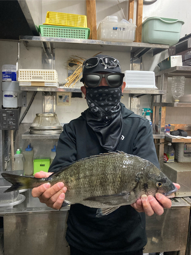 クロダイの釣果