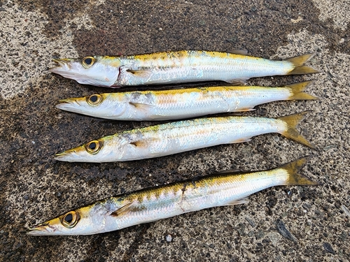 カマスの釣果