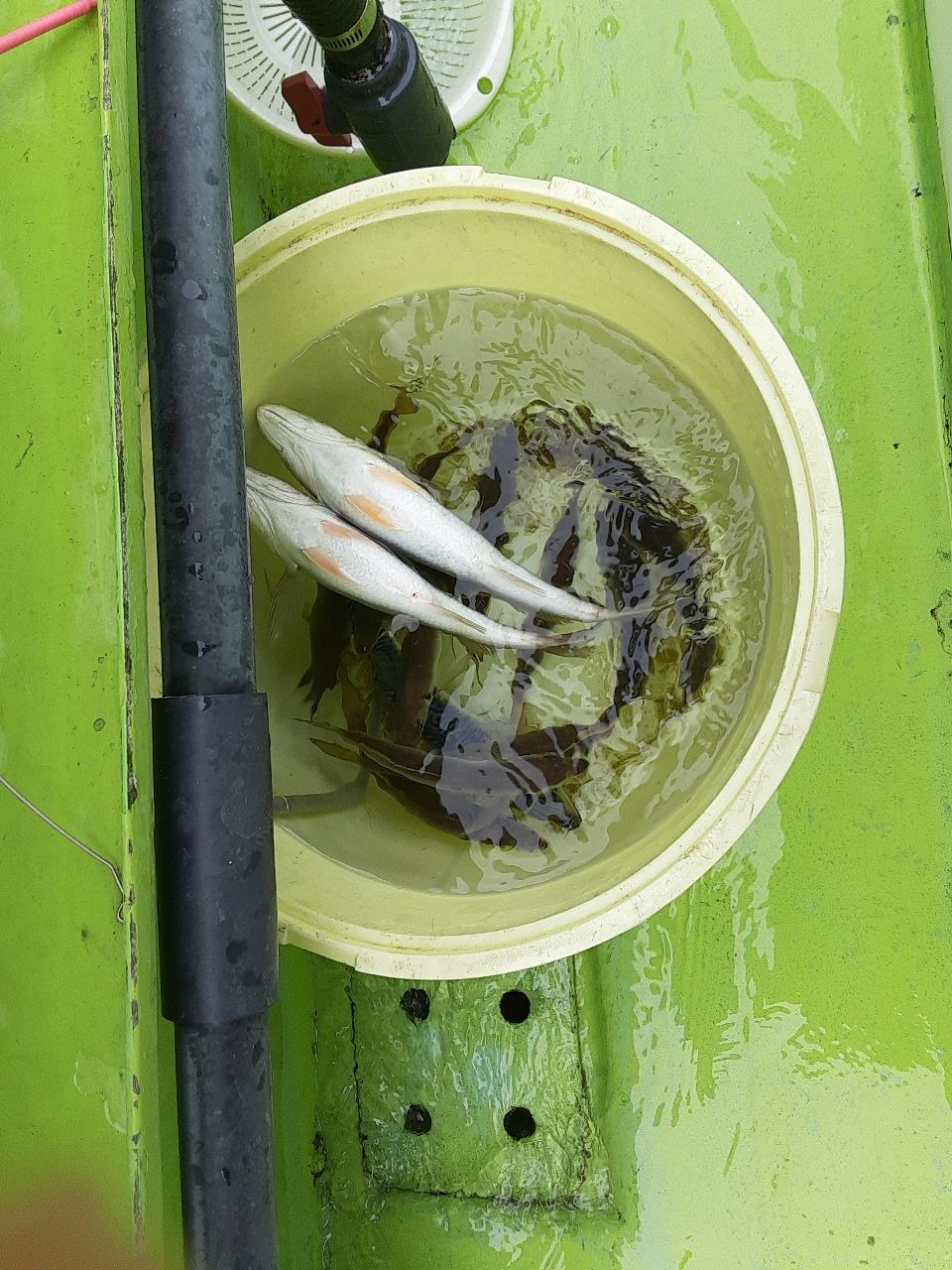 アングラ～たつさんの釣果 2枚目の画像