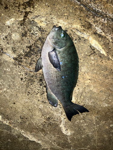 メジナの釣果