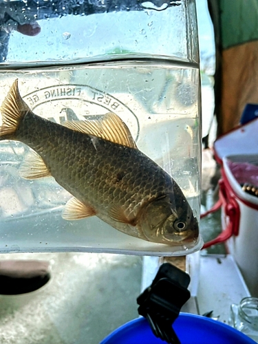 マブナの釣果