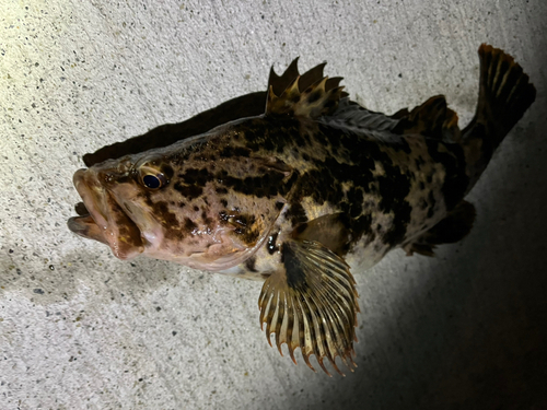 タケノコメバルの釣果