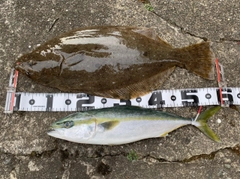 ヒラメの釣果