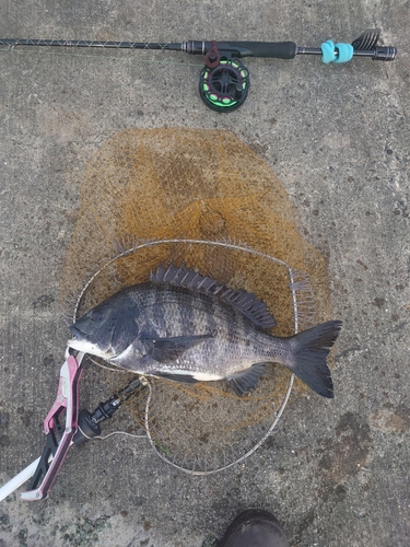 チヌの釣果