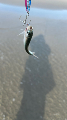 シタビラメの釣果