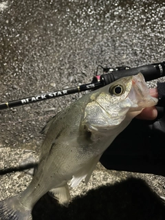セイゴ（マルスズキ）の釣果