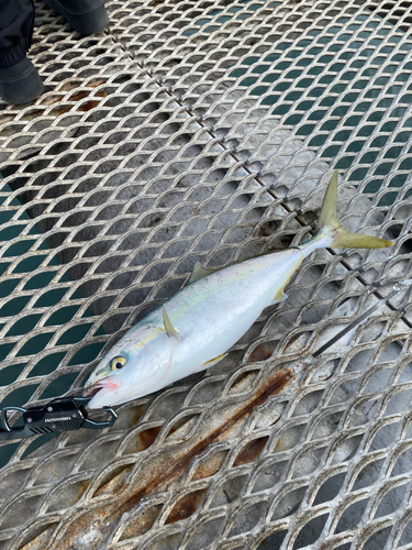 ハマチの釣果