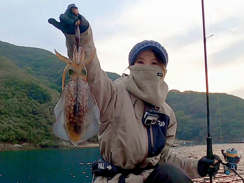 アオリイカの釣果