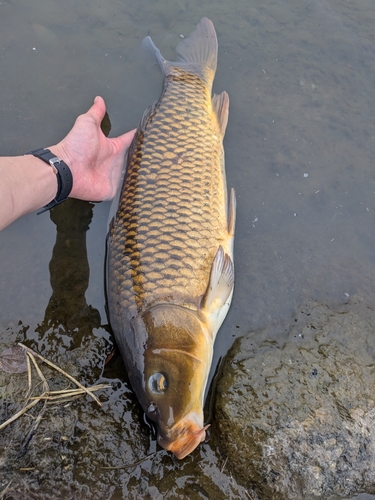 コイの釣果