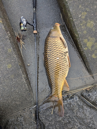 コイの釣果