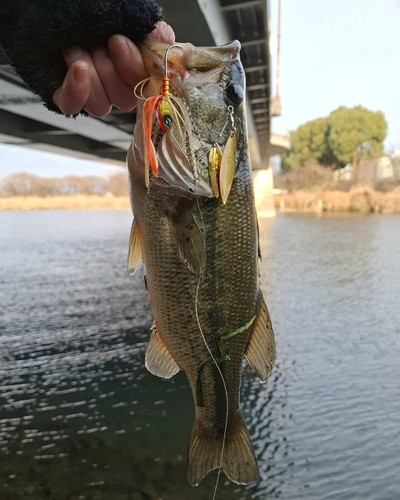 ブラックバスの釣果