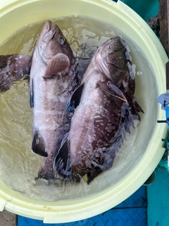 マハタの釣果