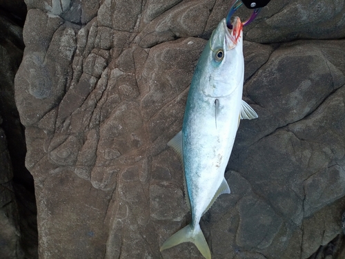 ツバスの釣果